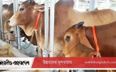 সিরাজগঞ্জে গোয়ালঘরের শিকল কেটে কৃষকের ৪ গরু চুরি