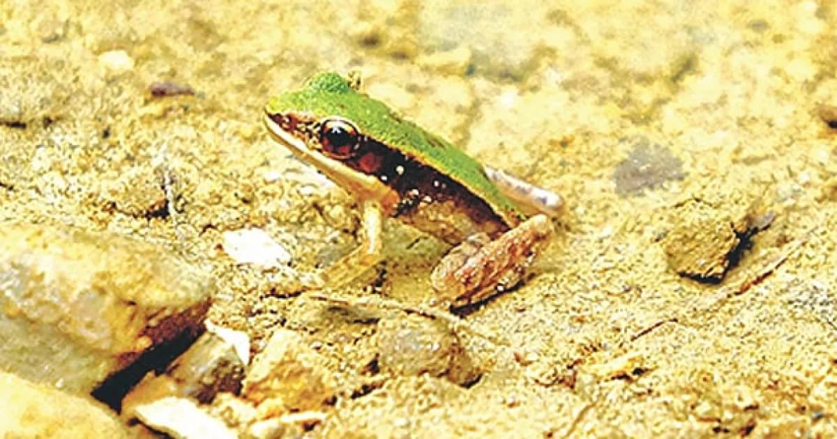 হাম হামের পথে, সবুজ জলপ্রপাত ব্যাঙের খোঁজে
