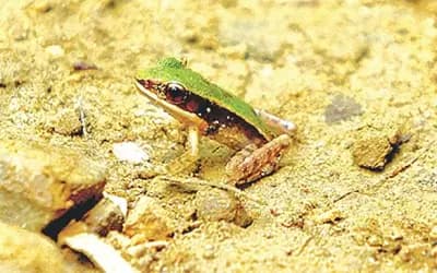 হাম হামের পথে, সবুজ জলপ্রপাত ব্যাঙের খোঁজে