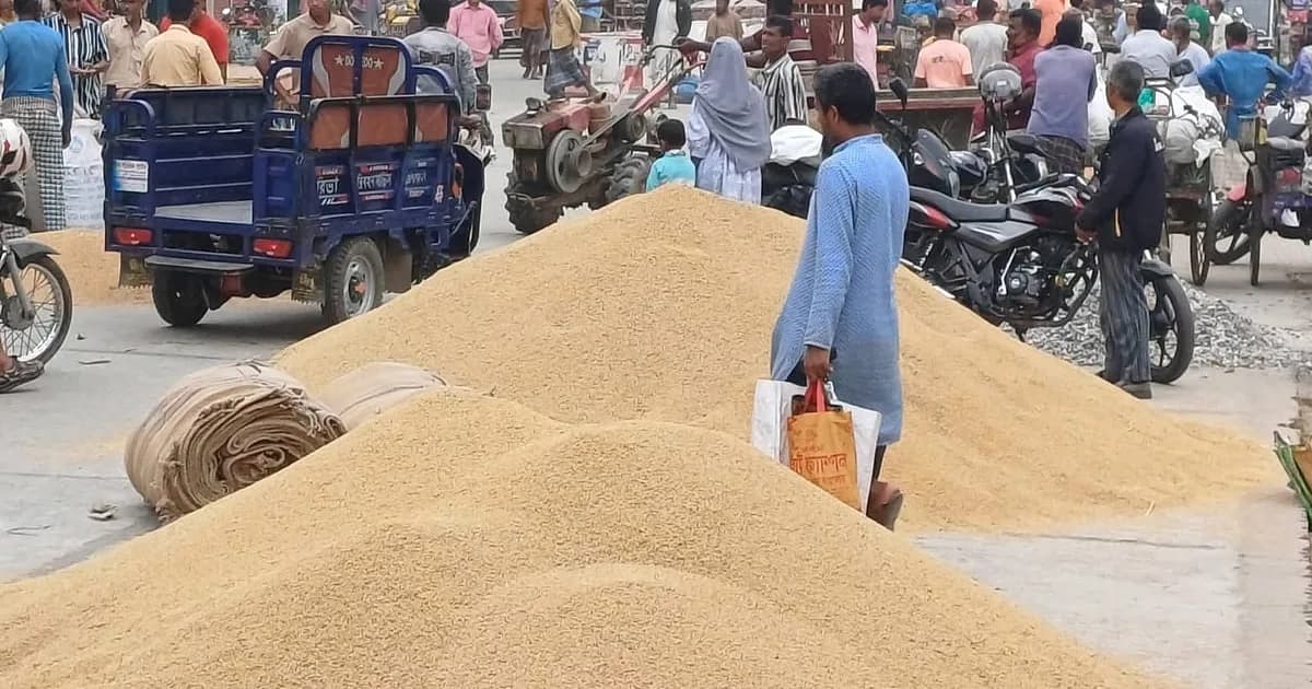 প্রতি মণ ধানের দাম ৮০০-৯৫০ টাকা, খরচই উঠছে না কৃষকের