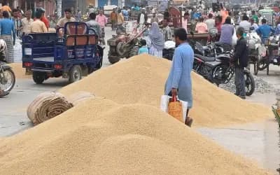 প্রতি মণ ধানের দাম ৮০০-৯৫০ টাকা, খরচই উঠছে না কৃষকের