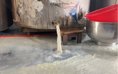 গাভি ছাড়াই ‘দুধ’: দুধের মতো দেখালেই দুধ নয়!
