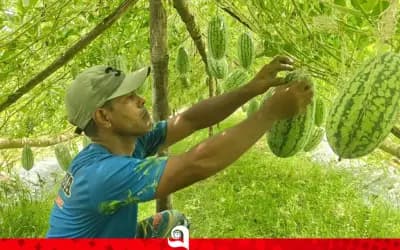 অসময়ের সোনা, সিরাজগঞ্জে কৃষিতে নতুন আশা কানিয়া