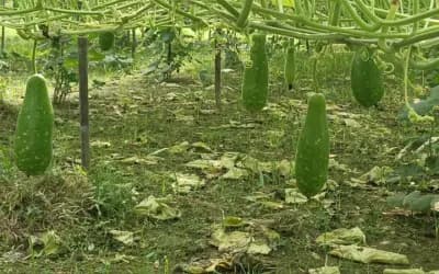 সিরাজগঞ্জে মাচায় মাচায় লাউ, বিষমুক্ত চাষে কৃষকের মুখে হাসি