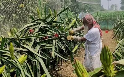 ড্রাগন ফলের বাম্পার ফলন, বাড়ছে চাষের পরিধি