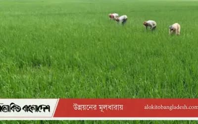 রোপা আমনের সবুজে হাসছে সিরাজগঞ্জ, বাম্পার ফলনের প্রত্যাশা