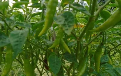 সিরাজগঞ্জে মরিচ চাষে কৃষকের স্বপ্ন
