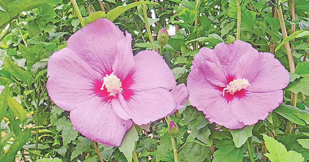 রোজ অব শ্যারনের গল্প 