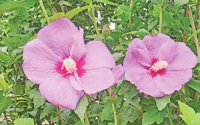 রোজ অব শ্যারনের গল্প 