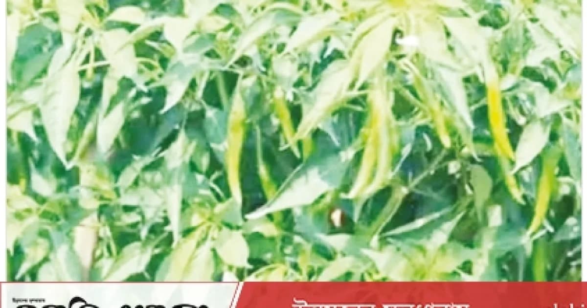 সিরাজগঞ্জের চরাঞ্চলে মরিচ চাষে ঘুরছে অর্থনীতির চাকা