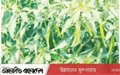 সিরাজগঞ্জের চরাঞ্চলে মরিচ চাষে ঘুরছে অর্থনীতির চাকা