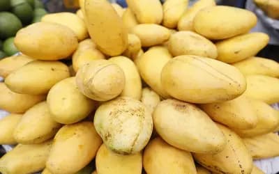 অসময়ে কাটিমন আমের দাপট