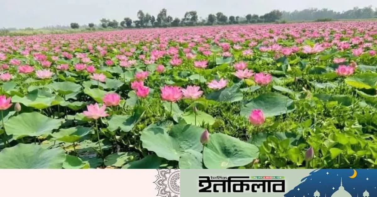 সিরাজগঞ্জের জলাশয়গুলো পদ্ম ফুলে ভরে গেছে এ যেন দর্শনার্থীদের কাছে স্বর্গরাজ্য