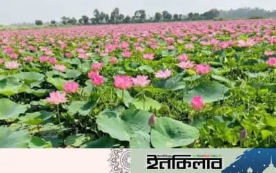 সিরাজগঞ্জের জলাশয়গুলো পদ্ম ফুলে ভরে গেছে এ যেন দর্শনার্থীদের কাছে স্বর্গরাজ্য