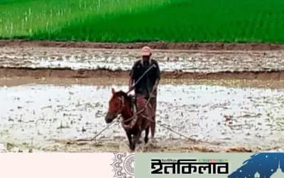 ট্রাক্টরের যুগে ঘোড়ার হালে জমি চাষ: সিরাজগঞ্জের তাড়াশে জীবিকা নির্বাহ করছেন শফিকুল