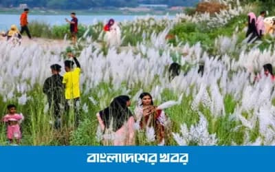 কাশফুলের সাদা চাদরে গেছে গেছে সিরাজগঞ্জের চরাঞ্চল