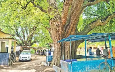 জগদীশপুরের তেঁতুলগাছ