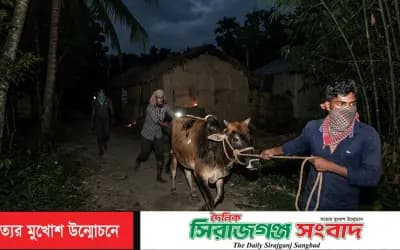 তাড়াশে গোয়ালঘরের তালা ভেঙে কৃষকের ৮ গরু চুরি