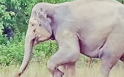 বুনো হাতির ফুটবল খেলা