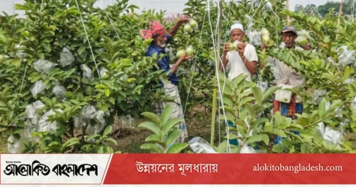 সিরাজগঞ্জে পেয়ারার বাম্পার ফলন, হাসি কৃষকের মুখে