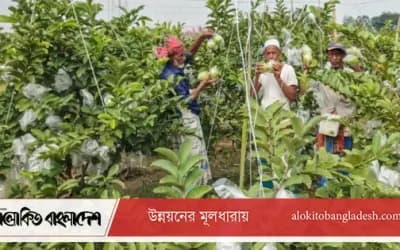 সিরাজগঞ্জে পেয়ারার বাম্পার ফলন, হাসি কৃষকের মুখে