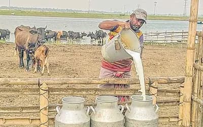 দুধের দাম না বাড়ায় দুশ্চিন্তায় সিরাজগঞ্জের খামারিরা