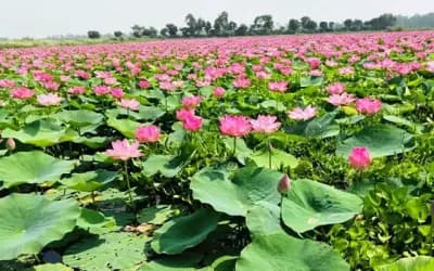 শরতের আলোয় ফোটা জলজ পদ্ম সিরাজগঞ্জে রূপের মেলা