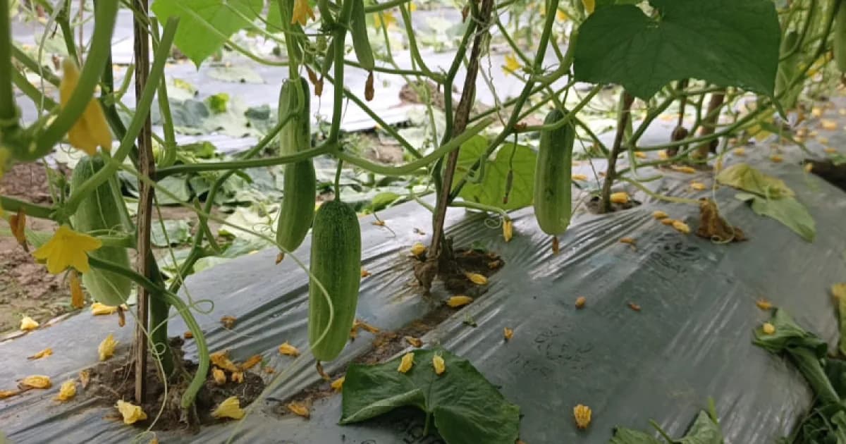 সিরাজগঞ্জে মালচিং পদ্ধতিতে শসা চাষে বাড়ছে কৃষকের আগ্রহ