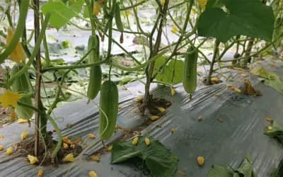 সিরাজগঞ্জে মালচিং পদ্ধতিতে শসা চাষে বাড়ছে কৃষকের আগ্রহ