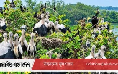 সিরাজগঞ্জে শীতের শুরুতেই অতিথি পাখির কলরব