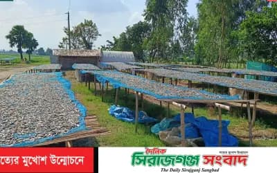 তাড়াশে মাছের অভাবে বন্ধের পথে ঐতিহ্যবাহী চলনবিলের  শুঁটকি পল্লী