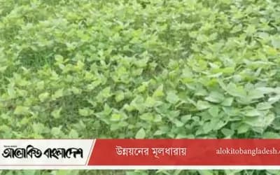 সিরাজগঞ্জে আগাম মাসকালাই চাষে বাম্পার ফলনের আশা