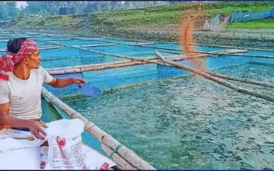 সিরাজগঞ্জে খাঁচায় মাছ চাষে সাফল্য, যুক্ত চার শতাধিক পরিবার