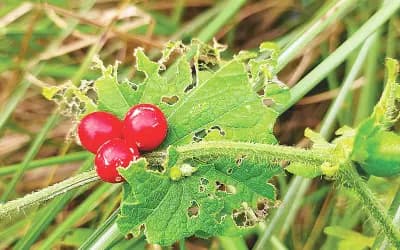 বুনো ভেষজ উদ্ভিদ আগমুখী