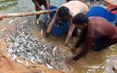পুকুর থেকে বাজারে যাত্রা