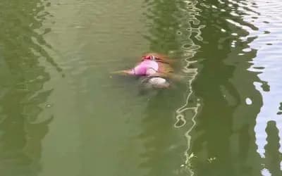 উল্লাপাড়ায় পুকুর থেকে মানসিক ভারসাম্যহীন বৃদ্ধার লাশ উদ্ধার