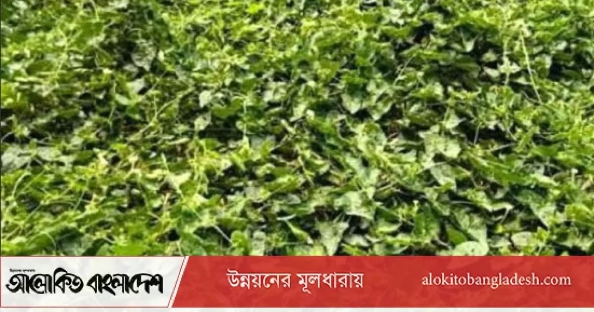 সিরাজগঞ্জে গ্রীষ্মকালীন সবজি চাষে ফিরছে কৃষকের স্বচ্ছলতা