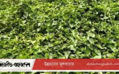 সিরাজগঞ্জে গ্রীষ্মকালীন সবজি চাষে ফিরছে কৃষকের স্বচ্ছলতা