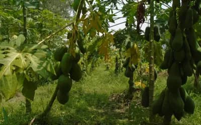 সিরাজগঞ্জের মাঠজুড়ে পেঁপের সমারোহ
