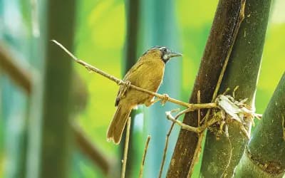 গাঢ়বুক ছাতারের খোঁজে 