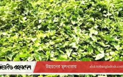 সিরাজগঞ্জে সবজি চাষে স্বচ্ছলতা ফিরছে ক্ষুদ্র কৃষকের