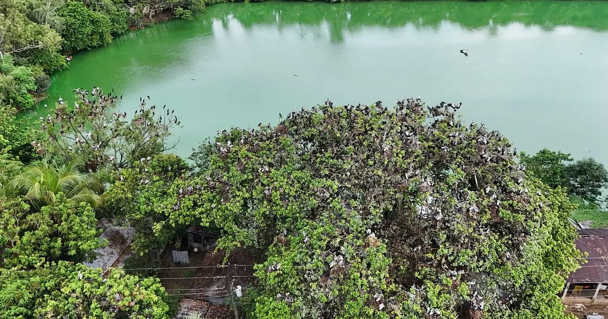 কিচিরমিচির আর ডানা ঝাপটানোর শব্দে মুখর, উলিপুর যেন পাখিদের গ্রাম