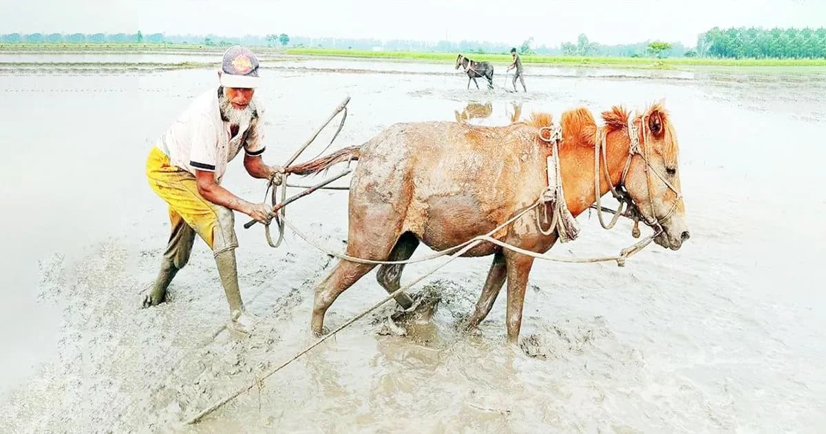 ট্রাক্টরের যুগে সিরাজগঞ্জে ঘোড়া দিয়ে জমিতে হচ্ছে হাল চাষ, বাড়ছে চাহিদা