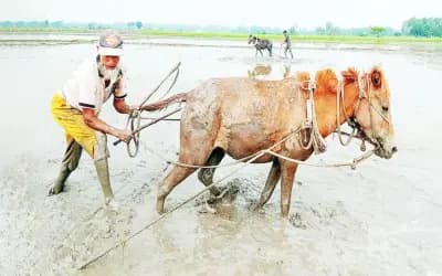 ট্রাক্টরের যুগে সিরাজগঞ্জে ঘোড়া দিয়ে জমিতে হচ্ছে হাল চাষ, বাড়ছে চাহিদা