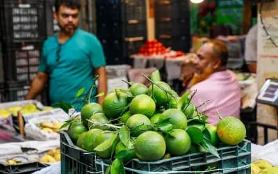 ডেঙ্গুর মৌসুমে মাল্টার বাজারে চড়া দাম
