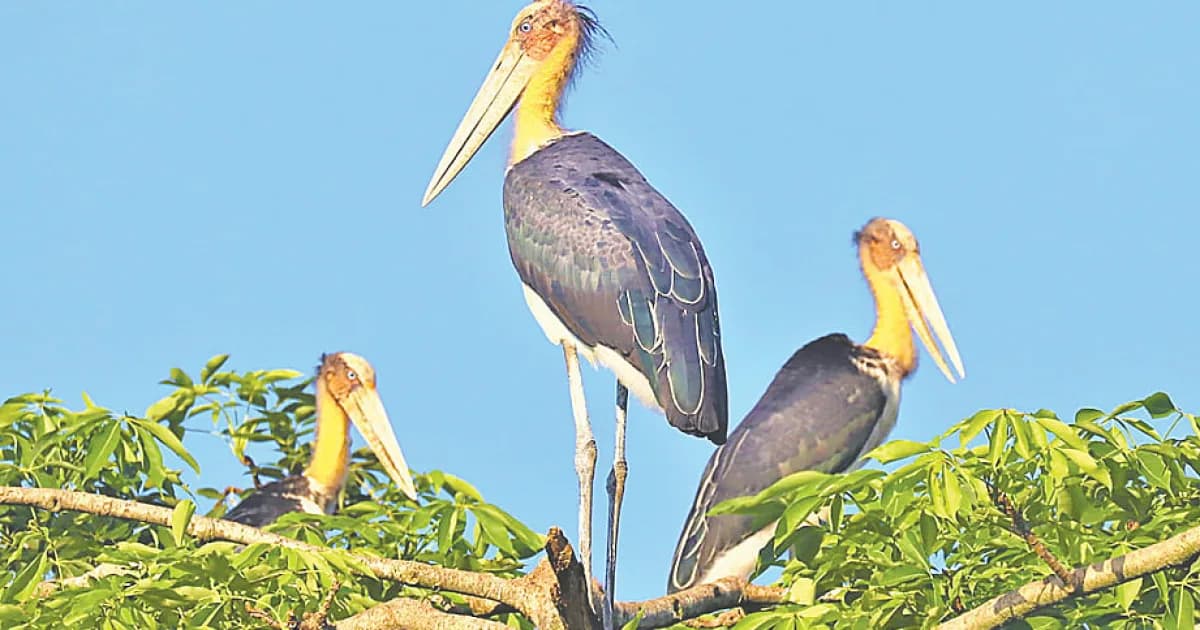 হারিয়ে যাচ্ছে মদনটাক পাখি