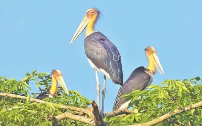 হারিয়ে যাচ্ছে মদনটাক পাখি