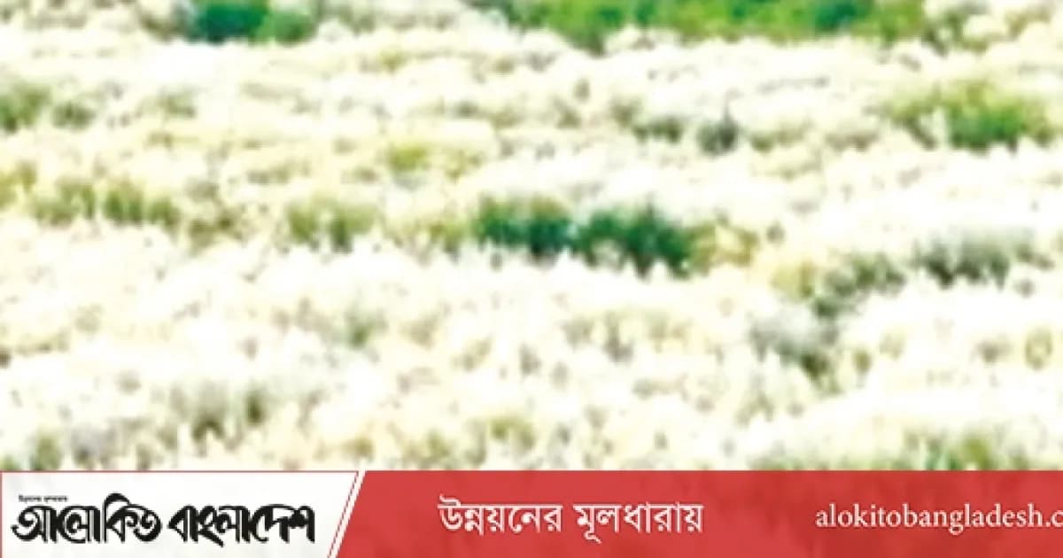 যমুনার চরে কাশফুলের সৌন্দর্য