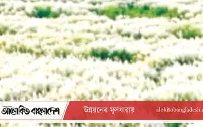 যমুনার চরে কাশফুলের সৌন্দর্য