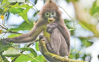 মাধবকুণ্ড: ঝরনার আড়ালে লুকিয়ে আছে অন্য জগৎ
